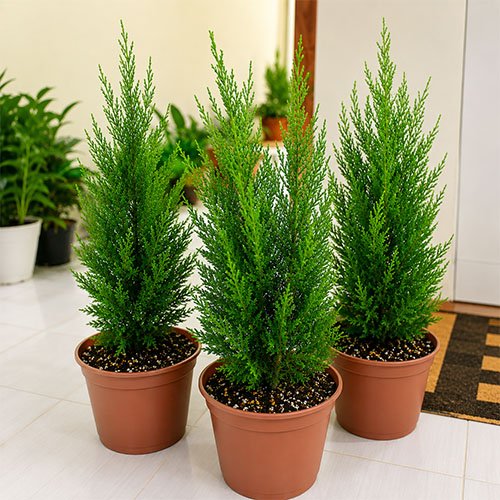 Healthy Cypress Plant with vibrant evergreen foliage in decorative pots, ideal for indoor decoration, balconies, patios, gardens, and office spaces.