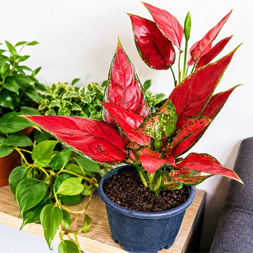Healthy Red Aglaonema plant with vibrant red and green variegated leaves in a decorative pot, perfect for indoor home and office décor.