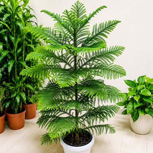 Healthy Cypress Plant (Norfolk Island Pine) with lush evergreen branches in a decorative white pot, ideal for indoor home and office decoration.