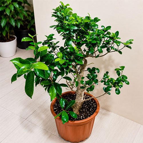 Healthy Bonsai Plant with sculpted trunk and glossy green leaves in a decorative pot, perfect for indoor home, office, desk, and tabletop decoration.