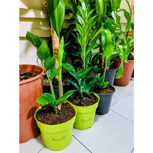 ZZ Plant (Zamioculcas zamiifolia)