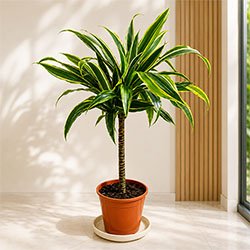 Dracaena Lemon Lime