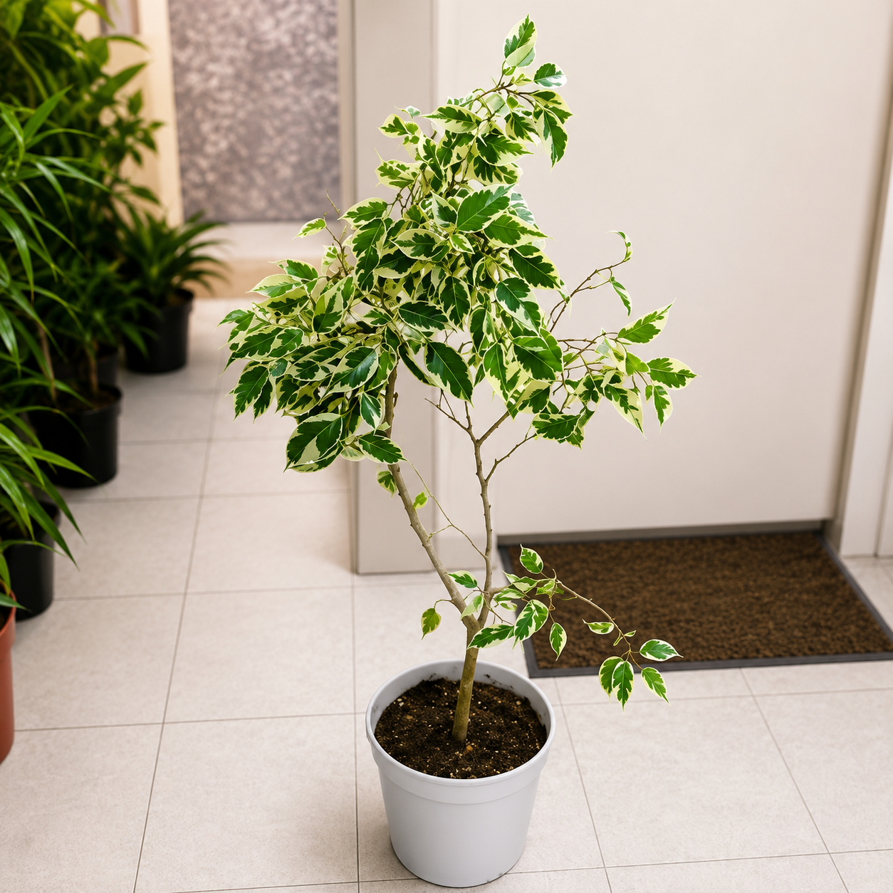 Ficus Benjamin Plant