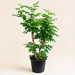 China Doll Plant
