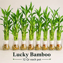 Lucky Bamboo Plant