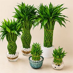 Lucky Bamboo Pineapple Shape
