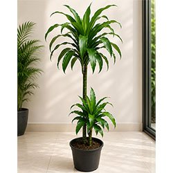 Dracaena Fragrant