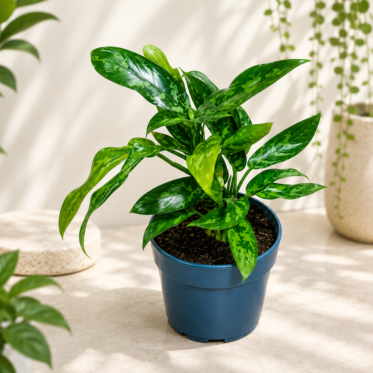 Chinese Evergreen