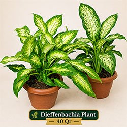 Dieffenbachia Plant