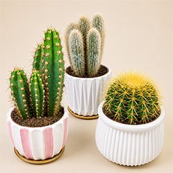 Cactus Plant