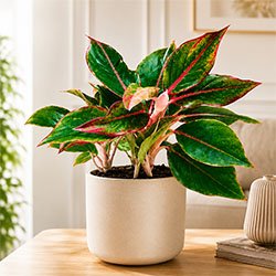 Aglaonema with Regular Plastic Pot