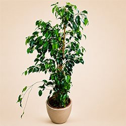Ficus Benjamin Plant