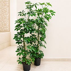Schefflera Plant