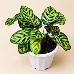 Calathea Plant