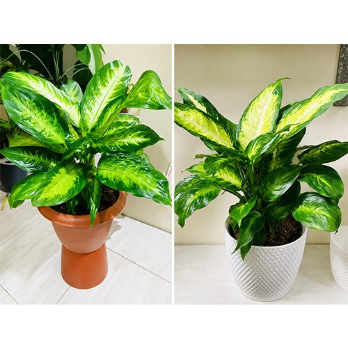Dieffenbachia