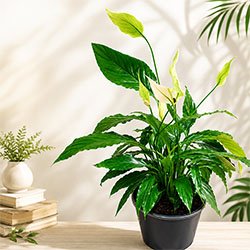 Peace Lily Plant