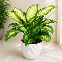 Dieffenbachia Plant