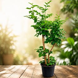 China Doll Plant