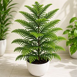 Cypress Plant