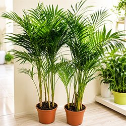 Areca Palm 140–143 cm