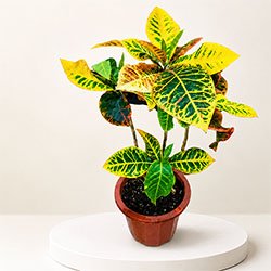 Birds of Paradise Plant – 220 cm