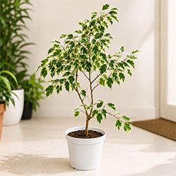 Ficus Benjamin Plant