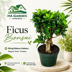 Bonsai Tree