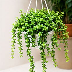 Hanging Jade Plant