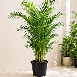 Areca Palm