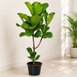 Fiddle Leaf Fig