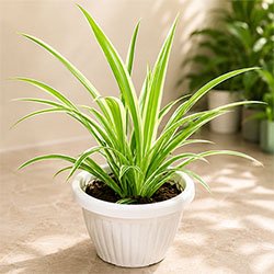 Spider Plant