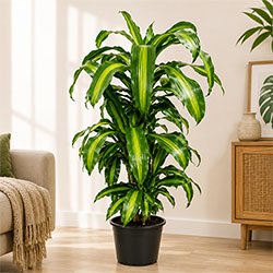 Dracaena Fragrans
