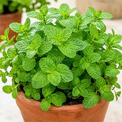 Mint Plant