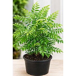 Curry Leaves Plant