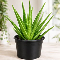 Aloe Vera Plant